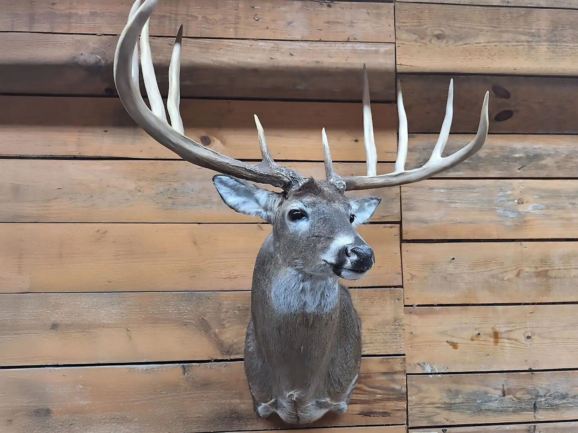 Trophy Buck Mount